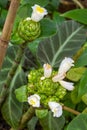 Close up of crepe ginger (Costus speciosus) white flower blossoming. Botanischer Garten KIT Karlsruhe, Germny Royalty Free Stock Photo