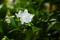 Close up of CREPE JASMINE plant with single flower and buds and green leaves. Royalty Free Stock Photo