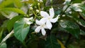 Close up of crepe jasmines. Royalty Free Stock Photo