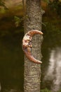 a close up of a crescent in a tree with water behind it Royalty Free Stock Photo