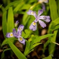 Close Up of Crested Dwarf Iris And Rain Drops Royalty Free Stock Photo