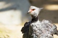 Close up of crested screamer bird, southern screamer, chauna torquata. Royalty Free Stock Photo