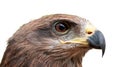 Close-up of Crested serpent eagle face Royalty Free Stock Photo