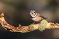 Close up of a Crested Tit Lophophanes cristatus