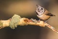 Close up of a Crested Tit Lophophanes cristatus