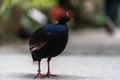 Close up of Crested wood-partidge with selected focuse, blurred background. Red-crowned wood partridge