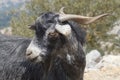 Close up of a Cretian goat in the mountains