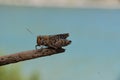 Close up of a cricket on a stick