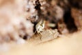 A close-up of a cricket in the sulfur deposits of Dallol