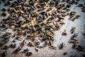 Close up of Crickets in farm, For consumption as food And used a