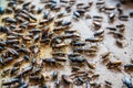 Close up of Crickets in farm, For consumption as food And used a