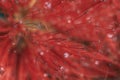 Close-up of crimson blossom of flower of Metrosideros excelsa