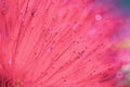 Close-up of crimson blossom of flower of Metrosideros excelsa