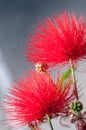 Close-up of crimson blossom of flower of Metrosideros excelsa, New Zealand