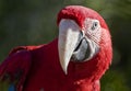 Close up of Crimson Macaw