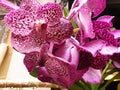 Close up of crimson phalaenopsis or orchid flowers