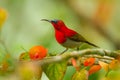 Close up of Crimson Sunbird