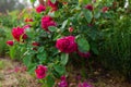 Close up of crimson William Shakespeare rose blooming in garden by lavender. Cupped magenta bloom. Cluster of flowers Royalty Free Stock Photo