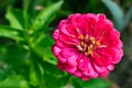 Close up of crimson zinnia flower. Natural flower background, wallpaper. Selective focus. Horizontal photo Royalty Free Stock Photo