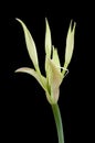 Crinum asiaticum flower on white background Royalty Free Stock Photo