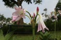 Close up of crinum moorei buds and flowers in the garden