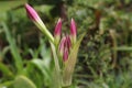 Close up of crinum moorei flower buds