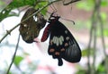 Close up of a critically endangered Ceylon rose butterfly on a tree branch
