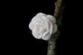 Close up Crochet white rose flower on old lichenous tree branch hand made concept on black background Royalty Free Stock Photo