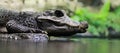 Close-up crocodile