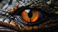 Close up of crocodile animals eyes