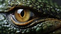 Close up of crocodile animals eyes