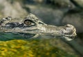 Close-up of Crocodile Eye Royalty Free Stock Photo
