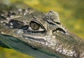 Close-up of Crocodile Eye Royalty Free Stock Photo