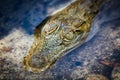 Close up of Crocodile Eye, Calauit reserv, Philippines Royalty Free Stock Photo