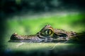 Close up of crocodile eye Royalty Free Stock Photo