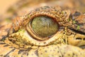 Close up of the Crocodile eye Royalty Free Stock Photo