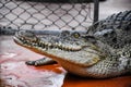 Close up Crocodile in farm, mouth and sharp teeth. Intense yellow eyes.