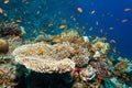 Crocodile fish lying on a coral reef