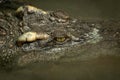 Close-up of crocodile head in muddy water