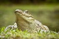 Close up of a Crocodile at the jungle in Ecuador Royalty Free Stock Photo