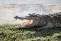 Close-up a crocodile is open its mouth and resting on land at farm, scary image tone. Royalty Free Stock Photo