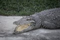 Close-up a crocodile is open its mouth and resting on land at farm, scary tone. Royalty Free Stock Photo