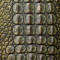 These osteoderms provide protection and aid in thermoregulation Royalty Free Stock Photo