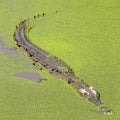 Close up crocodile swimming Royalty Free Stock Photo