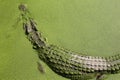 Close up crocodile swsimming Royalty Free Stock Photo