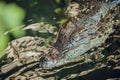 Close up of Crocodile in water Royalty Free Stock Photo