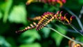 Close up of a Crocosmia or Coppertips