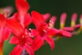 Close up of Crocosmia Lucifer flowers