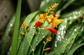 A close up on Crocosmia plant covered in rain