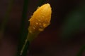 A close-up of crocus ankara bud Royalty Free Stock Photo
